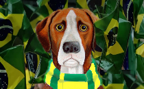 Why Bolsonaro supporters wear Brazil's football shirt